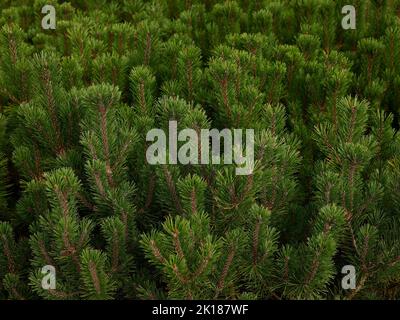 Nahaufnahme der grünen Blätter der niedrig wachsenden immergrünen Pinus Mango Winter Gold- oder Zwergkiefer, die im Spätsommer im Garten gesehen wird. Stockfoto