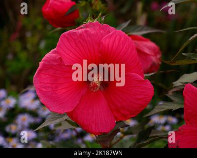 Nahaufnahme der großen roten Blume der blühenden Hibiscus moscheutos Tangri Gartenpflanze, die in Großbritannien zu sehen ist. Stockfoto