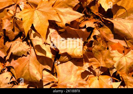 herbstmapfelblätter auf dem Boden, Hintergrund, goldenes Laub auf dem Boden im Herbst, trockenes, warmes gelbes Laub, Outdoor, indischer Sommer. Stockfoto