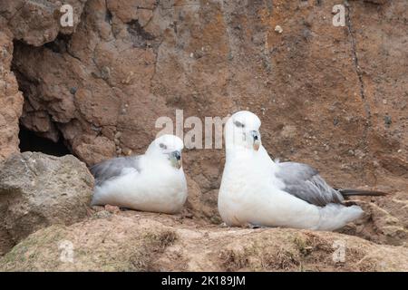 Der nördliche Eisfulmar (Fulmarus glacialis), der Eisfulmar oder der arktische Eisfulmar. Stockfoto