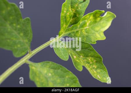 Gelbe und weiße Flecken auf Tomatenblättern. Pflanzenkrankheiten während des Gemüseanbaus Stockfoto