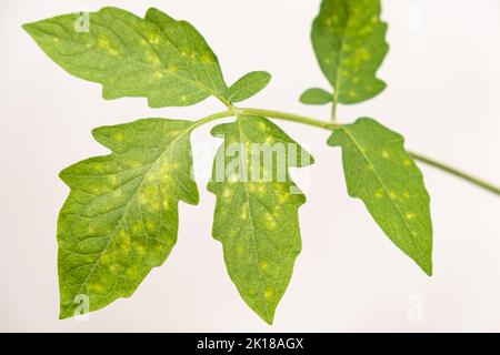 Gelbe und weiße Flecken auf Tomatenblättern. Pflanzenkrankheiten während des Gemüseanbaus Stockfoto