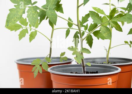 Tomaten aus Samen anbauen, Schritt für Schritt. Schritt 10 Sämlinge