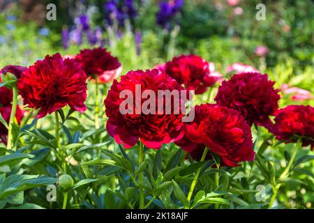Rote Pfingstrose albiflora. Paeonia officinalis Command Performance im Garten Stockfoto