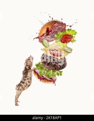 Süße französische Bulldogge von Merle, die mit hervorstehender Zunge steht und köstlichen Burger auf weißem Hintergrund isst Stockfoto