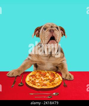 Süße französische Bulldogge von Merle, die am Tisch sitzt und Pizza isst. Liebhaber des italienischen Essens Stockfoto