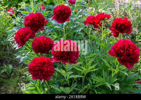 Rote Pfingstrose albiflora. Paeonia officinalis Command Performance im Garten Stockfoto