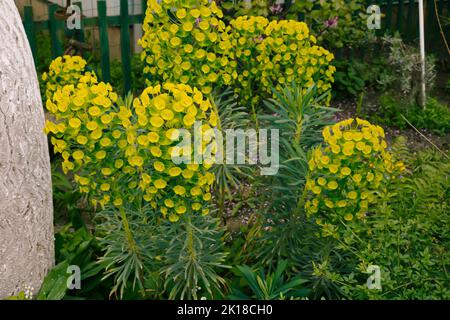 Floraler Hintergrund der Pflanze, in voller Blüte. Stockfoto