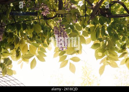 Violett-blaue Glyzinienblume mit vielen grünen Blättern an einem sonnigen Tag. Kreative Hintergrundidee. Stockfoto