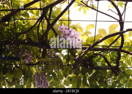 Violett-blaue Glyzinienblume mit vielen grünen Blättern an einem sonnigen Tag. Kreative Hintergrundidee. Stockfoto