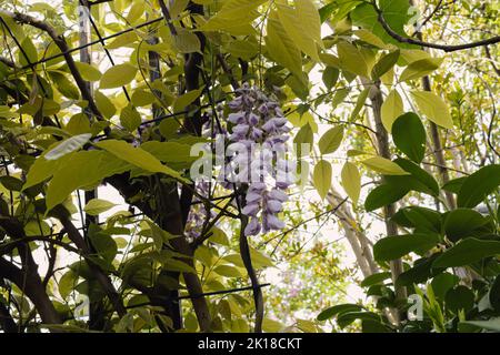 Violett-blaue Glyzinienblume mit vielen grünen Blättern an einem sonnigen Tag im Garten. Kreative Idee für den Hintergrund. Stockfoto