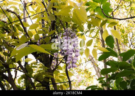 Violett-blaue Glyzinienblume mit vielen grünen Blättern an einem sonnigen Tag im Garten. Kreative Idee für den Hintergrund. Stockfoto