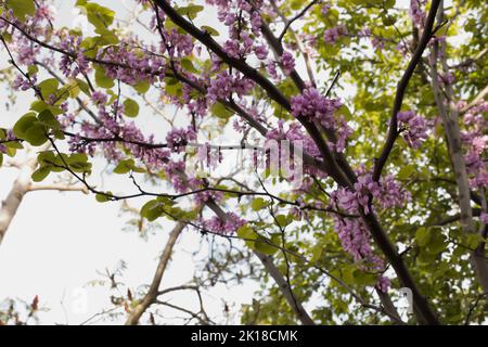 In voller Blüte judas Baum, lila Blumen mit pastellgrünen Blättern im Garten an einem sonnigen Tag.wunderbarer Hintergrund. Stockfoto