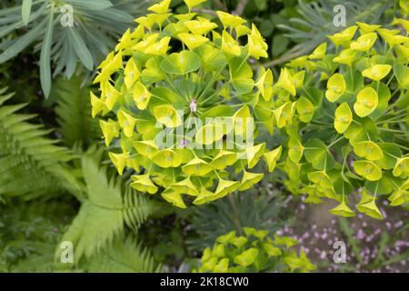 Grüne Pflanzen, gelbe Blume, die sich in der Natur mit Cercis siliquastrum und anderen Pflanzen befindet. Schöner Hintergrund. Stockfoto