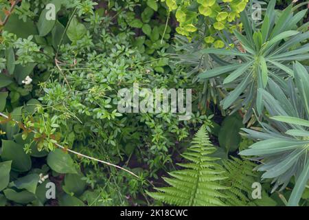 Grüne Pflanzen in der Natur, wie zum Teil die Pflanzen von Pushor, Cercis siliquastrum und andere. Schöner grüner Hintergrund. Stockfoto