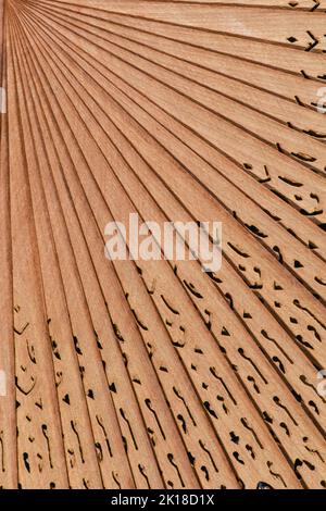 Antiker Holzventilator gleichmäßig verteilt. Stockfoto