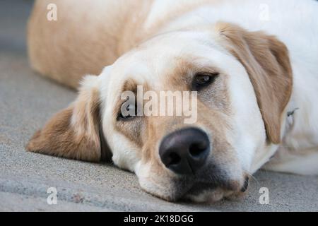 Ein gefühlvoll aussehendes gelbes Labor liegt auf der Auffahrt Stockfoto