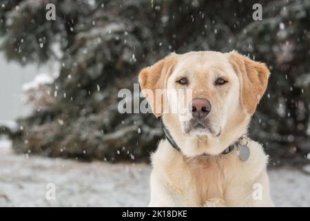 Ein gelbes Labor blickt über einen gefrorenen See Stockfoto