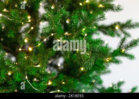 Tannenzweige mit leuchtenden kleinen gelben Reislichtern. Stockfoto