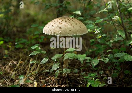 Großer Macrolepiota Procera Parasolpilz, der im tiefen Wald wächst. Pilze sammeln, essbare Pilze im Waldkonzept sammeln. Nahaufnahme Stockfoto