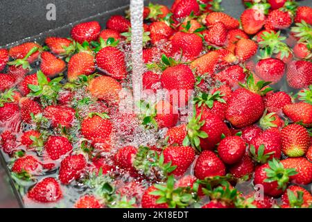 Frische Erdbeeren unter fließendem Wasser im Spülbecken waschen Stockfoto