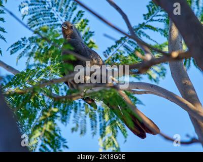 Grauer fort-Vogel, Crinifer-Konfarb, auch grauer lourie, grauer Loerie, der hoch in einem Akazienbaum sitzt Stockfoto