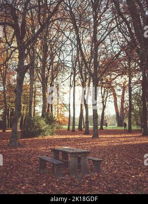 Holzpicknickbank im Herbstwald Stockfoto