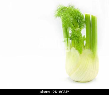 Frische Fenchelbirne isoliert auf weißem Hintergrund, Kopierraum, Nahaufnahme, Gemüse Stockfoto