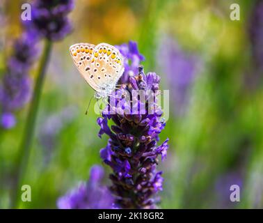Makro eines gewöhnlichen blauen Schmetterlings auf einer Klarissblüte Stockfoto