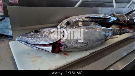 Thunfisch, Thunnus alalalunga, Verarbeitung. Stockfoto