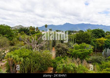 Der ethnobotanische Garten von Oaxaca (neben der Kirche von Santo Domingo) beherbergt Hunderte von Pflanzenarten, die alle im Bundesstaat Oaxaca beheimatet sind.Oaxaca de Juarez, Mexiko. Stockfoto