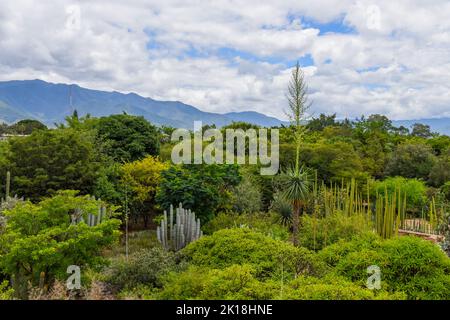 Der ethnobotanische Garten von Oaxaca (neben der Kirche von Santo Domingo) beherbergt Hunderte von Pflanzenarten, die alle im Bundesstaat Oaxaca beheimatet sind.Oaxaca de Juarez, Mexiko. Stockfoto