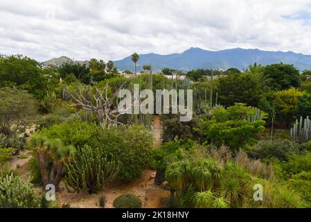 Der ethnobotanische Garten von Oaxaca (neben der Kirche von Santo Domingo) beherbergt Hunderte von Pflanzenarten, die alle im Bundesstaat Oaxaca beheimatet sind.Oaxaca de Juarez, Mexiko. Stockfoto