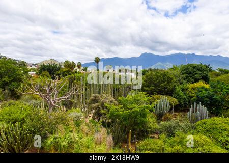 Der ethnobotanische Garten von Oaxaca (neben der Kirche von Santo Domingo) beherbergt Hunderte von Pflanzenarten, die alle im Bundesstaat Oaxaca beheimatet sind.Oaxaca de Juarez, Mexiko. Stockfoto