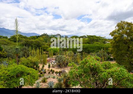 Der ethnobotanische Garten von Oaxaca (neben der Kirche von Santo Domingo) beherbergt Hunderte von Pflanzenarten, die alle im Bundesstaat Oaxaca beheimatet sind.Oaxaca de Juarez, Mexiko. Stockfoto