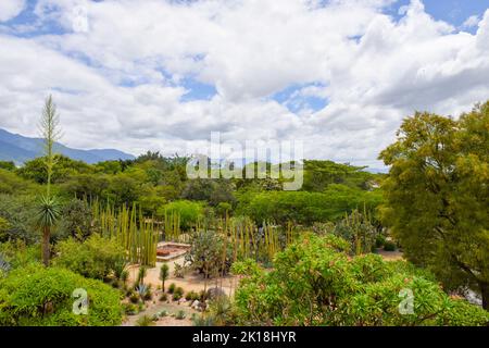 Der ethnobotanische Garten von Oaxaca (neben der Kirche von Santo Domingo) beherbergt Hunderte von Pflanzenarten, die alle im Bundesstaat Oaxaca beheimatet sind.Oaxaca de Juarez, Mexiko. Stockfoto