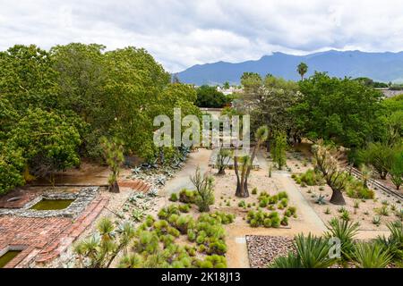 Der ethnobotanische Garten von Oaxaca (neben der Kirche von Santo Domingo) beherbergt Hunderte von Pflanzenarten, die alle im Bundesstaat Oaxaca beheimatet sind.Oaxaca de Juarez, Mexiko. Stockfoto