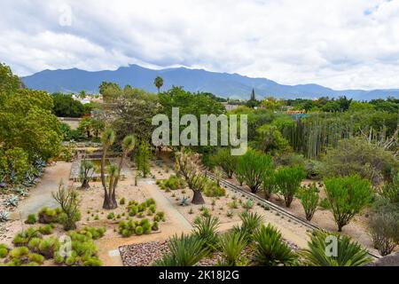 Der ethnobotanische Garten von Oaxaca (neben der Kirche von Santo Domingo) beherbergt Hunderte von Pflanzenarten, die alle im Bundesstaat Oaxaca beheimatet sind.Oaxaca de Juarez, Mexiko. Stockfoto