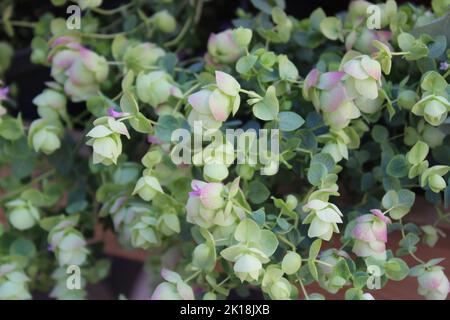 Runder, blättriger Oregano im Garten Stockfoto