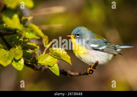 Männlicher nördlicher Parula-Waldsänger im Frühjahr Stockfoto