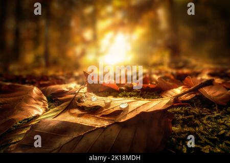 Nahaufnahme der Herbstblätter mit Wassertropfen auf dem Waldboden, mit der untergehenden Sonne im Hintergrund Stockfoto