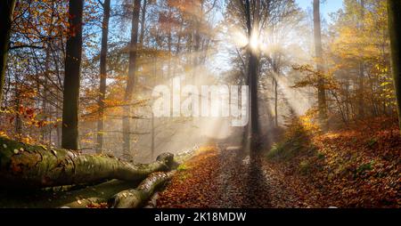 Bezaubernde Herbstlandschaft in verträumten Farben zeigt einen Waldweg Mit der Sonne hinter einem Baum, der schöne Strahlen durchwirft Nebelschwaden Stockfoto