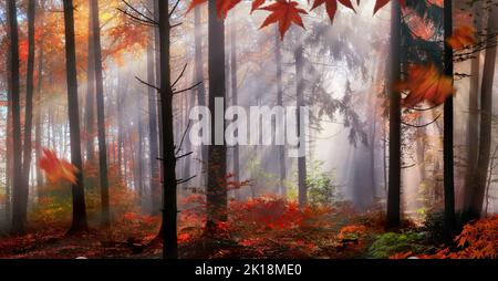 Zauberhafte Herbstlandschaft in einem verträumten Wald, mit Sonnenstrahlen, die den Nebel wunderschön erhellen und wunderschöne Farben im Laub schaffen Stockfoto