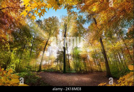 Leuchtende Herbstszene in einer Waldlichtung mit Sonnenstrahlen, die das wunderschöne Laub erhellen, eine farbenfrohe Landschaftsaufnahme Stockfoto