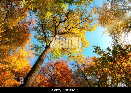 Blick nach oben in einen Wald, das farbenfrohe Baumkronendach mit Herbstfarben und blauem Himmel Stockfoto