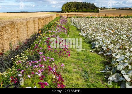 East Lothian, Schottland, Großbritannien, 16.. September 2022. Kürbisernte auf der Kilduff Farm: Die Ernte liegt aufgrund des heißen Sommers 3 Wochen vor den Vorjahren. Von 25 Sorten werden 60.000 Kürbisse erwartet. Der beliebte Kürbispflaster beginnt am 15.. Oktober. Im Bild: Halloween-Kürbisse auf dem von Dahlia-Blumen umrandeten Pflaster. Kredit: Sally Anderson/Alamy Live Nachrichten Stockfoto