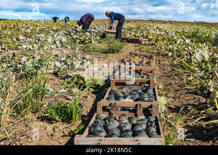 East Lothian, Schottland, Großbritannien, 16.. September 2022. Kürbisernte auf der Kilduff Farm: Die Ernte liegt aufgrund des heißen Sommers 3 Wochen vor den Vorjahren. Von 25 Sorten werden 60.000 Kürbisse erwartet. Im Bild: Kleine Edelsteinkürbisse werden geerntet. Kredit: Sally Anderson/Alamy Live Nachrichten Stockfoto