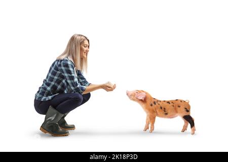 Farmerin füttert ein Ferkel isoliert auf weißem Hintergrund Stockfoto