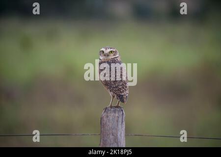 Eine eingrabende Eule (Athene cunicularia), die auf einem Zaunpfosten in der Nähe der Baiazinha Lodge im nördlichen Pantanal, Bundesstaat Mato Grosso, Brasilien, sitzt. Stockfoto