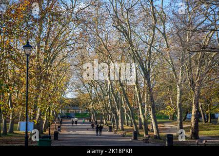 Plane Trees Avenue, Crystal Palace Park, London, England, Großbritannien Stockfoto